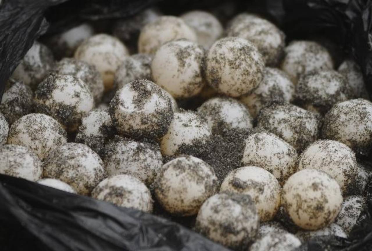 Prohíben el consumo y venta de huevos de tortuga – Qué Pasa El Salvador
